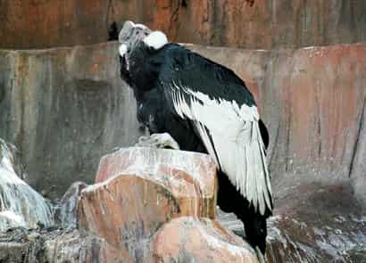 動物図鑑・コンドル